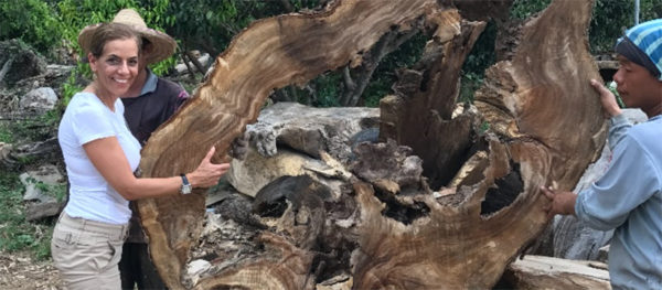 A beautiful piece of Acacia found during Dorit Schwartz's trip to Thailand